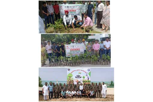 Tree Plantation
