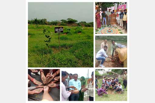 Tree Plantation