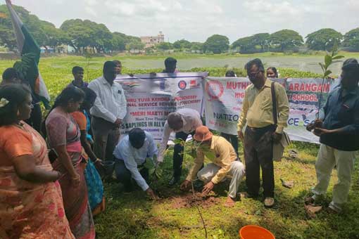 Tree Plantation