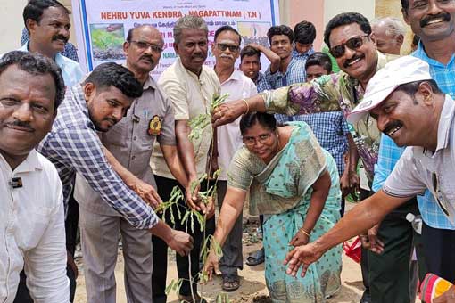 Tree Plantation