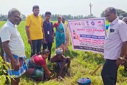 Tree Plantation