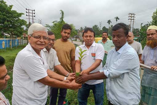 Tree Plantation