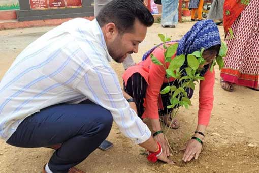 Tree Plantation