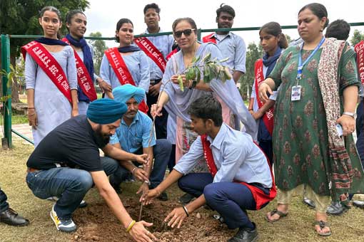 Tree Plantation