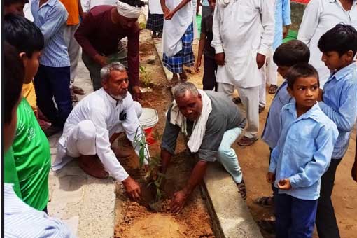 Tree Plantation