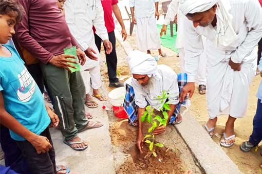 Tree Plantation