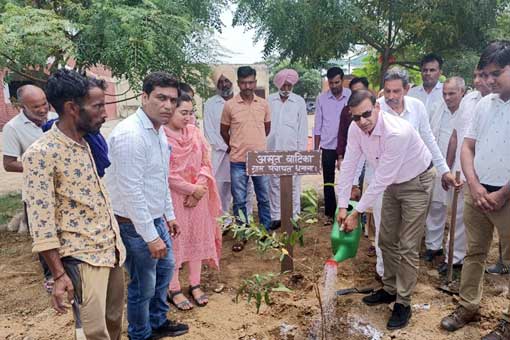 Tree Plantation