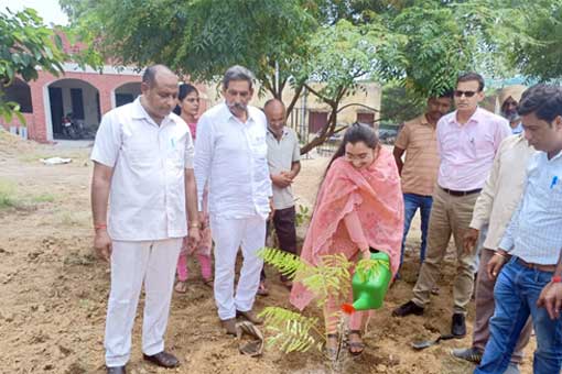 Tree Plantation