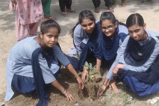 Tree Plantation