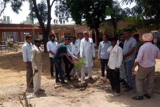 Tree Plantation