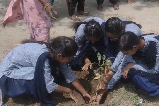 Tree Plantation
