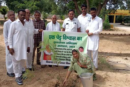Tree Plantation