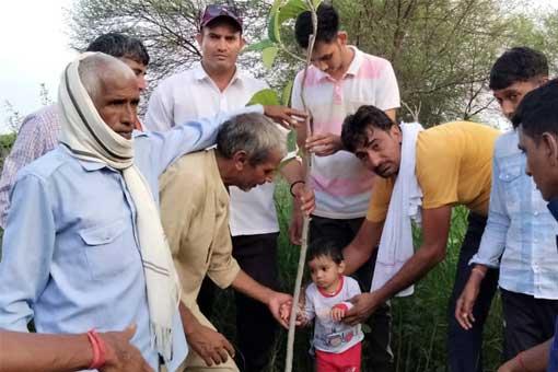 Tree Plantation