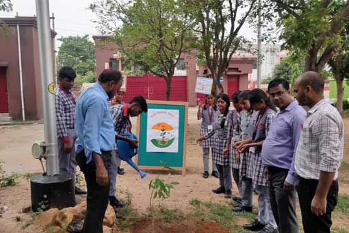 Tree Plantation