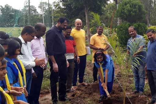 Tree Plantation