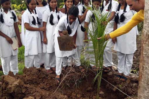 Tree Plantation
