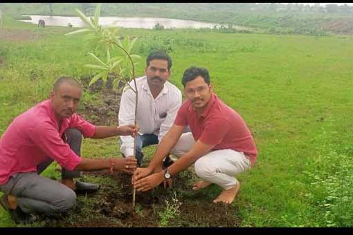 Tree Plantation