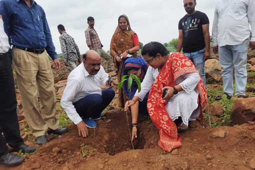 Tree Plantation