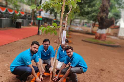 Tree Plantation