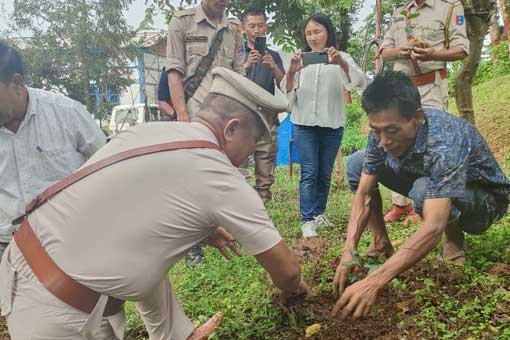 Tree Plantation