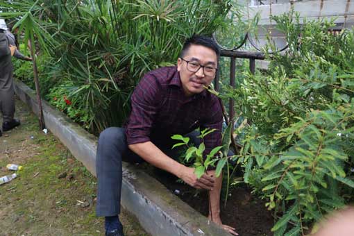 Tree Plantation